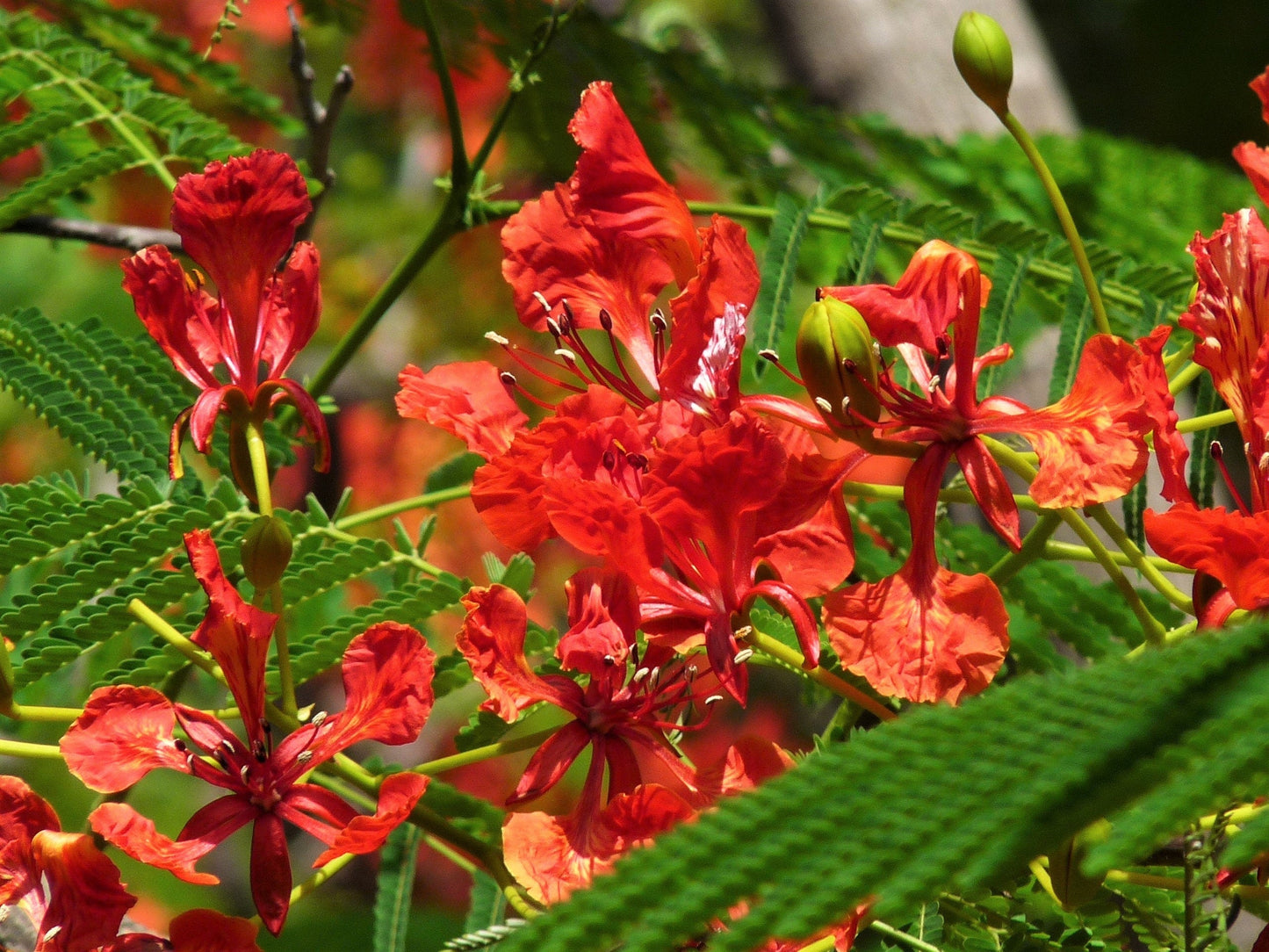 10 RED BIRD Of PARADISE Caesalpinia Pulcherrima aka Pride of Barbados, Dwarf Poinciana, Peacock Flower Seeds
