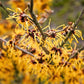 25 American WITCH HAZEL Hamamelis Virginiana Alder Shrub Tree Yellow Flower Seeds