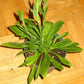 10 AFRICAN DREAM ROOT Silene Undulata Xhosa Herb White Ways Campion Flower Seeds
