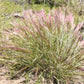300 Bottlebrush SQUIRRELTAIL RYE GRASS Elymus Elymoides syn Sitanion Hystrix Red Plume Squirrel Tail Ornamental Seeds
