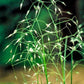 500 INDIAN RICEGRASS Nezpar Oryzopsis Hymenoides Stipa Sand Rice Grass Millet Grain Seeds