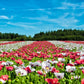 250 AFGHAN Blue POPPY Mixed Colors Papaver Somniferum Pink Purple White Flower Seeds