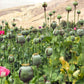 250 AFGHAN Blue POPPY Mixed Colors Papaver Somniferum Pink Purple White Flower Seeds