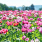 250 AFGHAN Blue POPPY Mixed Colors Papaver Somniferum Pink Purple White Flower Seeds