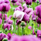250 AFGHAN Blue POPPY Mixed Colors Papaver Somniferum Pink Purple White Flower Seeds