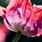 250 AFGHAN Blue POPPY Mixed Colors Papaver Somniferum Pink Purple White Flower Seeds