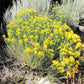 100 RUBBER RABBITBRUSH Chamisa Ericameria Nauseosa Native Desert Shrub Yellow Flower Seeds