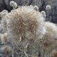 100 RUBBER RABBITBRUSH Chamisa Ericameria Nauseosa Native Desert Shrub Yellow Flower Seeds