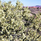 40 STANSBURY CLIFFROSE Purshia Stansburiana Cliff Rose Native Desert Shrub White & Yellow Flower Seeds