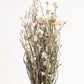 Dried Daisies, Dried Ammobium Bunch - Winged Everlasting Bundle 4oz Bunch