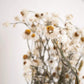 Dried Daisies, Dried Ammobium Bunch - Winged Everlasting Bundle 4oz Bunch