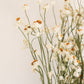 Dried Daisies, Dried Ammobium Bunch - Winged Everlasting Bundle 4oz Bunch