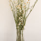 Dried Daisies, Dried Ammobium Bunch - Winged Everlasting Bundle 4oz Bunch