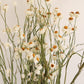 Dried Daisies, Dried Ammobium Bunch - Winged Everlasting Bundle 4oz Bunch