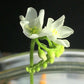 Drosera capensis alba white flower [Fungus gnat catcher]