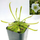 Drosera capensis alba white flower [Fungus gnat catcher]