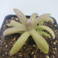 Pinguicula agnata x gypsicola