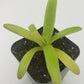 Pinguicula agnata 'El Lobo' x moctezumae