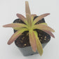 Pinguicula agnata 'El Lobo' x moctezumae