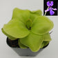Pinguicula Huahuapan