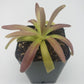 Pinguicula agnata 'El Lobo' x moctezumae