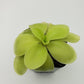 Pinguicula gigantea alba x 'Huahuapan'