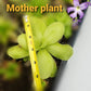 Pinguicula gigantea alba x 'Huahuapan'