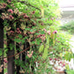 100 - 1000 Bulk CHOCOLATE VINE Edible Fruit Akebia Quinata Fragrant Flower Seeds
