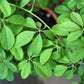 100 - 1000 Bulk CHOCOLATE VINE Edible Fruit Akebia Quinata Fragrant Flower Seeds