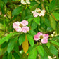 5 PINK DOGWOOD Tree Cornus Capitata Angustata Kousa Ornamental Flowering Tree Seeds