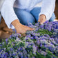 Dried Lavender Bundle – Lavender Gift for Her, Hand Wrapped California Lavender Bouquet