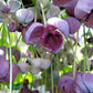 100 - 1000 Bulk CHOCOLATE VINE Edible Fruit Akebia Quinata Fragrant Flower Seeds
