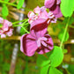 100 - 1000 Bulk CHOCOLATE VINE Edible Fruit Akebia Quinata Fragrant Flower Seeds