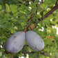 100 - 1000 Bulk CHOCOLATE VINE Edible Fruit Akebia Quinata Fragrant Flower Seeds