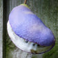 100 - 1000 Bulk CHOCOLATE VINE Edible Fruit Akebia Quinata Fragrant Flower Seeds