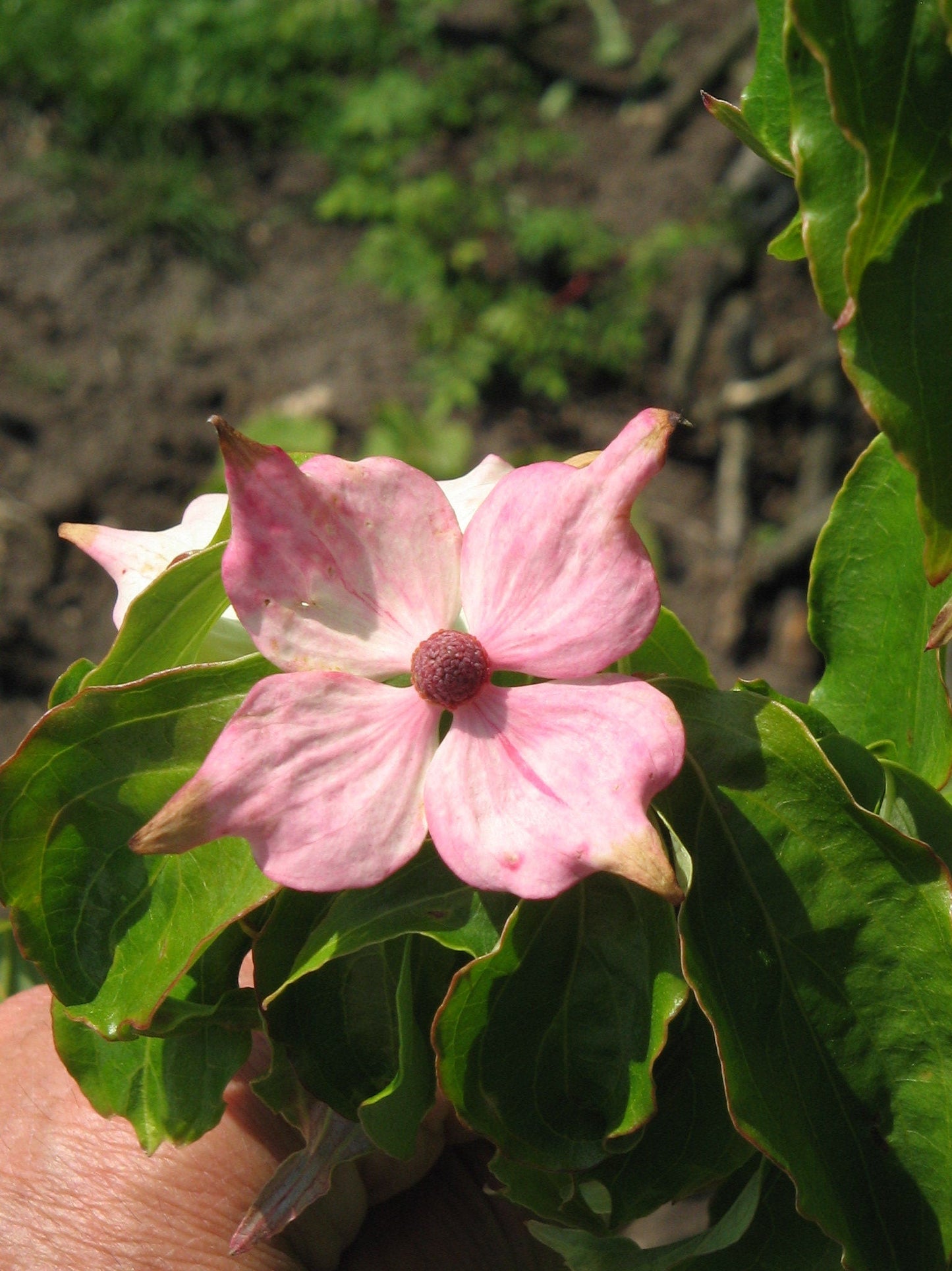5 PINK DOGWOOD Tree Cornus Capitata Angustata Kousa Ornamental Flowering Tree Seeds