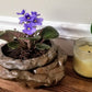 Large Natural Stone Self Watering / African Violet Pot
