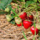 100 ALPINE STRAWBERRY Fragaria Vesca Red Fruit White Flower Seeds