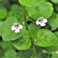 1g 27,500 BULK CORSICAN MINT Mentha Requienii Fragrant Hern Ground Cover Flower 1 Gram Seeds