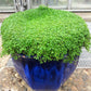 1g 27,500 BULK CORSICAN MINT Mentha Requienii Fragrant Hern Ground Cover Flower 1 Gram Seeds