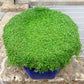 1g 27,500 BULK CORSICAN MINT Mentha Requienii Fragrant Hern Ground Cover Flower 1 Gram Seeds