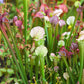 10 MIXED PITCHER PLANT Sarracenia Carnivorous Red Purple Yellow White Flower Seeds