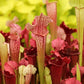 10 MIXED PITCHER PLANT Sarracenia Carnivorous Red Purple Yellow White Flower Seeds