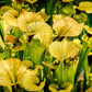 10 MIXED PITCHER PLANT Sarracenia Carnivorous Red Purple Yellow White Flower Seeds