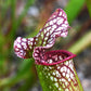 10 MIXED PITCHER PLANT Sarracenia Carnivorous Red Purple Yellow White Flower Seeds