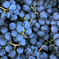 10 Purple CONCORD GRAPE Fruit Vine Vitis Labrusca White Flower Seeds