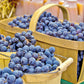 10 Purple CONCORD GRAPE Fruit Vine Vitis Labrusca White Flower Seeds