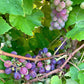 10 Purple CONCORD GRAPE Fruit Vine Vitis Labrusca White Flower Seeds