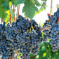 10 Purple CONCORD GRAPE Fruit Vine Vitis Labrusca White Flower Seeds