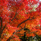 10 RED JAPANESE MAPLE Tree Bloodgood Ornamental Acer Palmatum Seeds